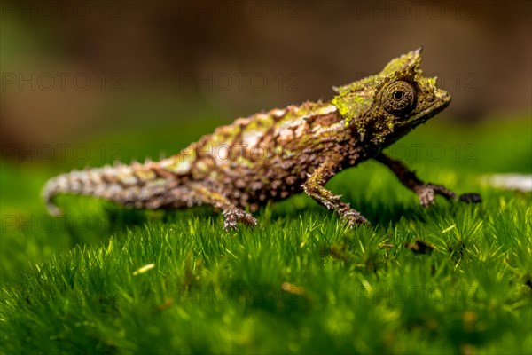 Variegated Earth Chameleon