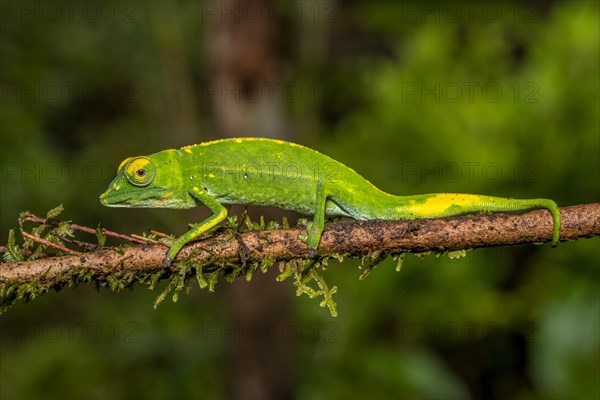 Marojejy chameleon