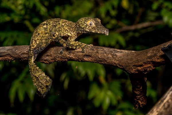 Henkel's flat-tailed gecko