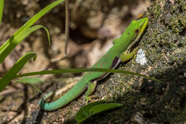 Striped day gecko