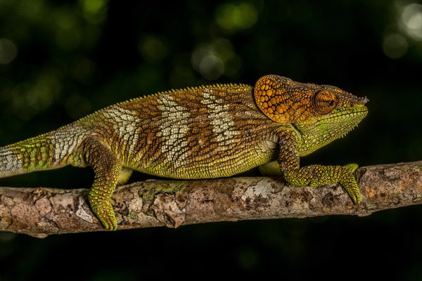 Amber Mountain amber chamaeleon