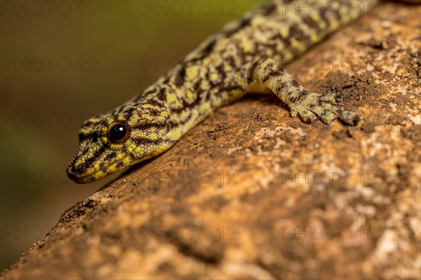 Day gecko