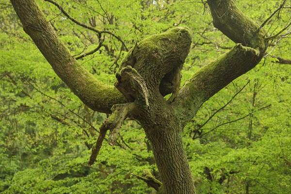 Sessile oak