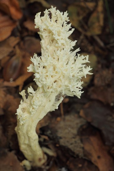 Comb-shaped coral