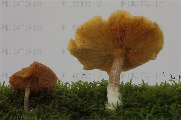 Coniferous Galerina