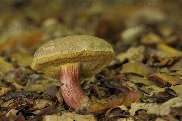 Red-legged boletus