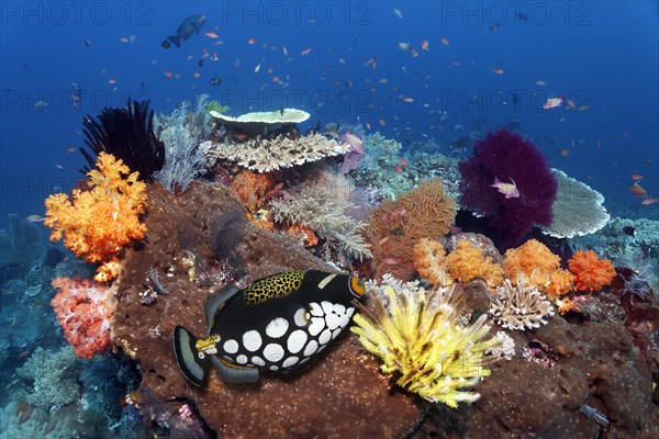 Intact reef top with various multicoloured soft corals