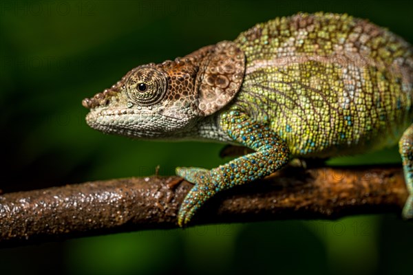 Cryptic chameleon