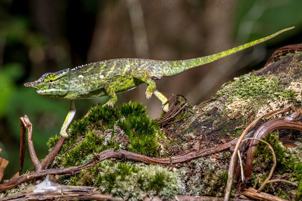 Will's two-horned chameleon