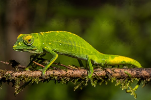 Marojejy chameleon