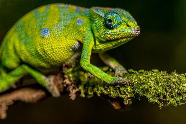 Petters petter's chameleon