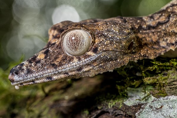 Giant leaf-tailed gecko