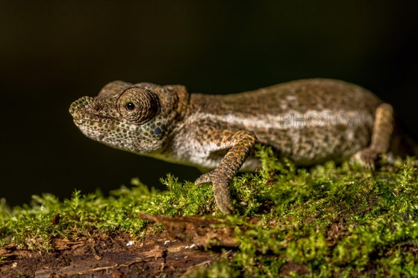 Radama calumma radamanus