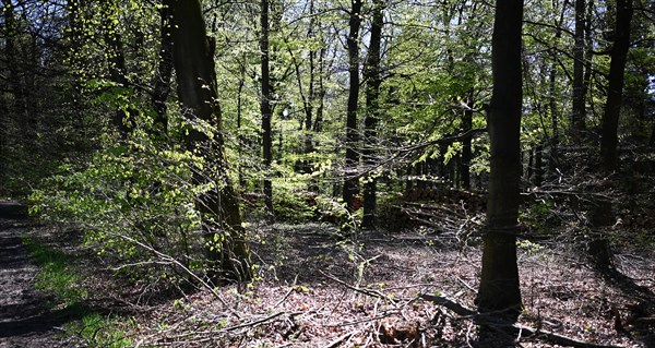 Nature in the Dutch province of Drenthe on 19/4/2019 sprouts leaves and flowers all over the Hondsrug forests and gardens. Hondsrug