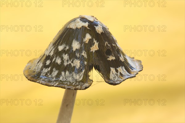 Cap of coprinopsis picacea