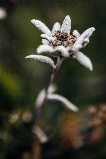 Alpine edelweiss