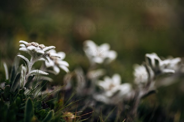 Alpine edelweiss