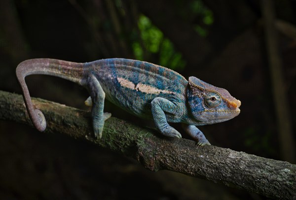 A male Montagne de Ambre amber chamaeleon