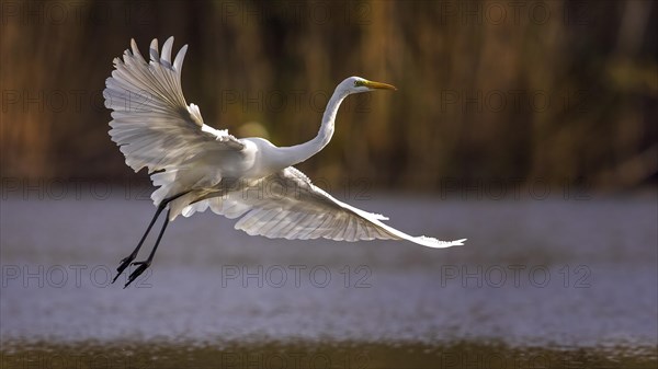 Great egret