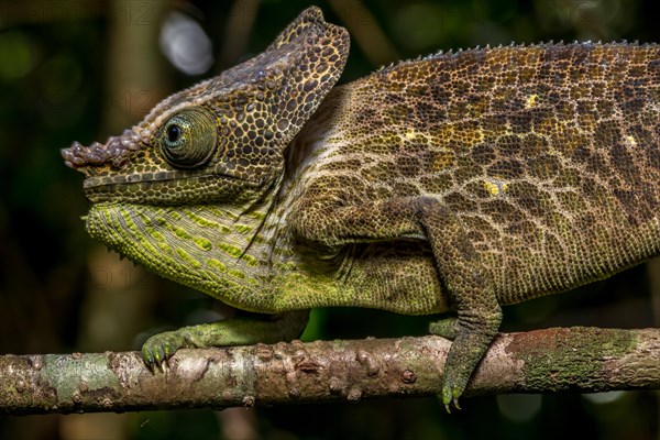 Malthes elephant-eared chameleon