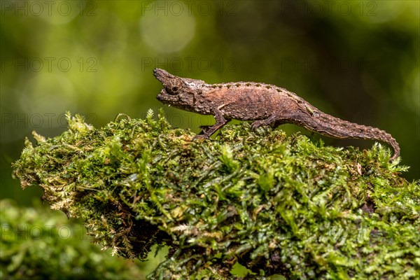 Marojejy Earth Chameleon