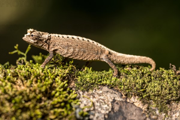 Montagne d Ambre Earth Chameleon