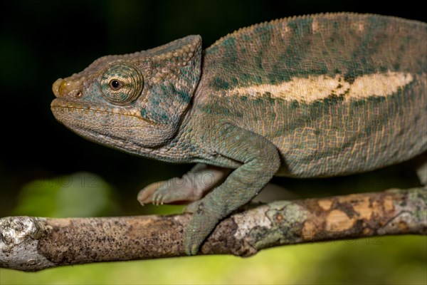 Amber Mountain amber chamaeleon