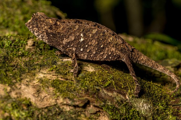 Antakarana ground chameleon