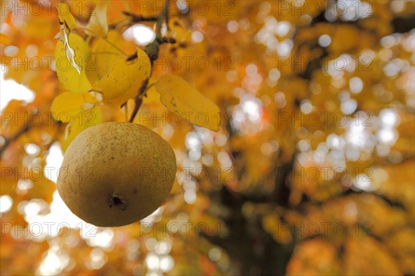 European pear