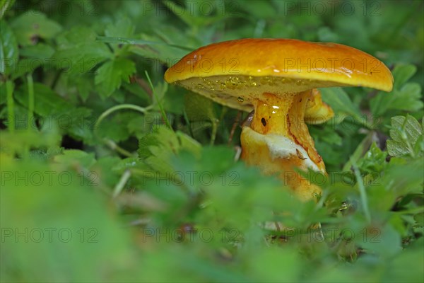 Greville's bolete