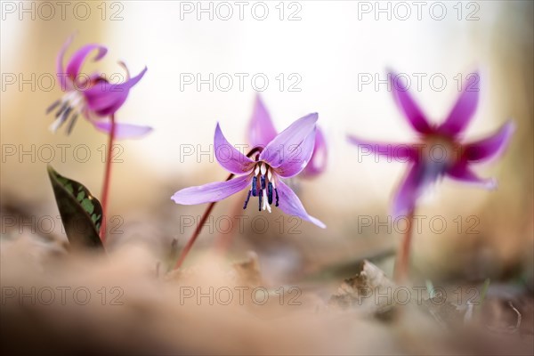 Flowering dog's tooth violet