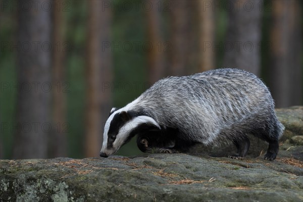 European badger