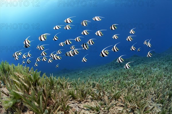 False moorish idol