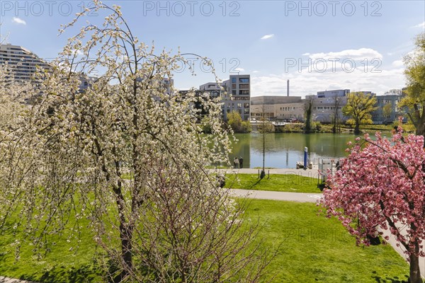 Trees in blossom on the Danube