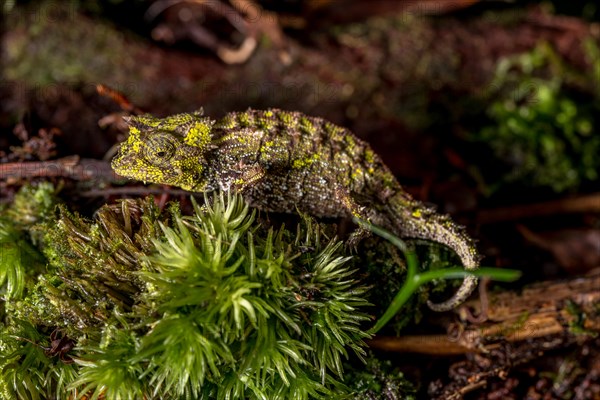 Variegated Earth Chameleon