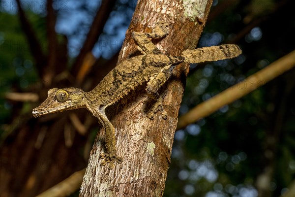 Giant flat-tailed gecko