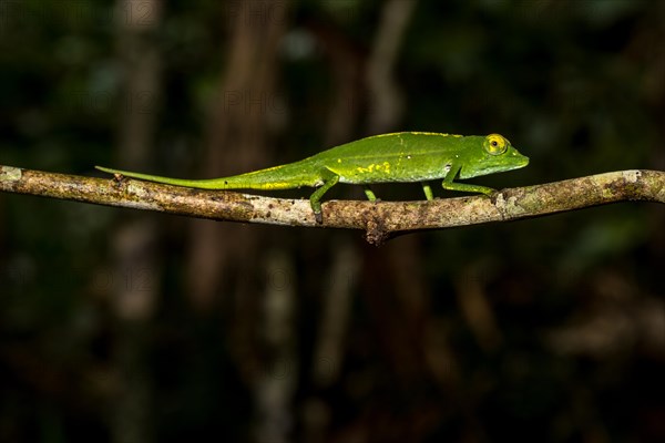 Marojejy chameleon