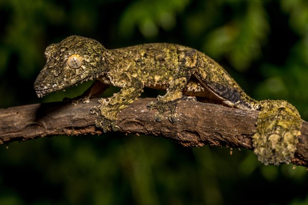 Henkel's flat-tailed gecko