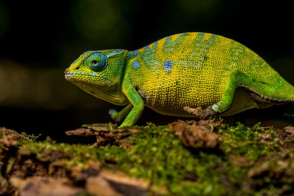 Petters petter's chameleon