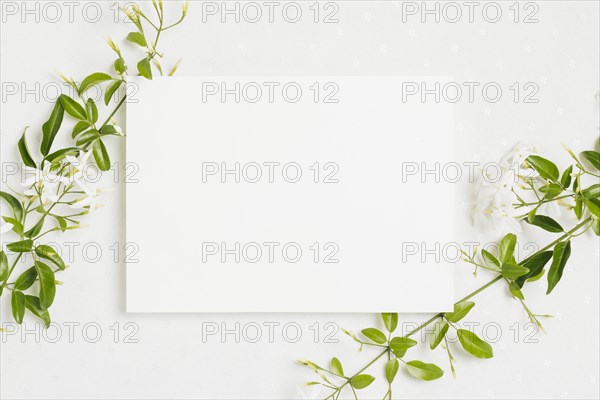 (Jasminum) auriculatum flower twig with wedding card on white background