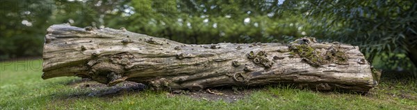 Fallen tree trunk in a meadow