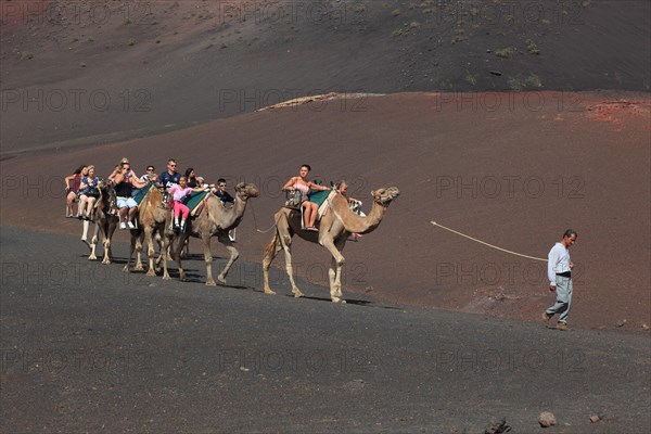 Dromedary Riding for Tourists in Timanfaya National Park