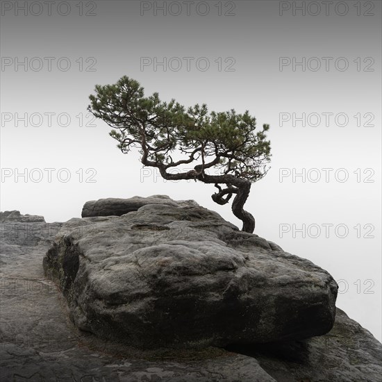 A pine tree on the Lilienstein in Saxon Switzerland near Dresden