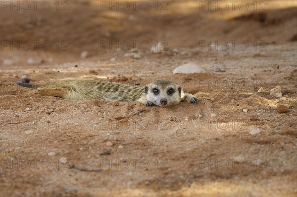 Meerkat