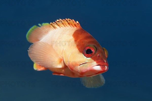 Blacktip grouper