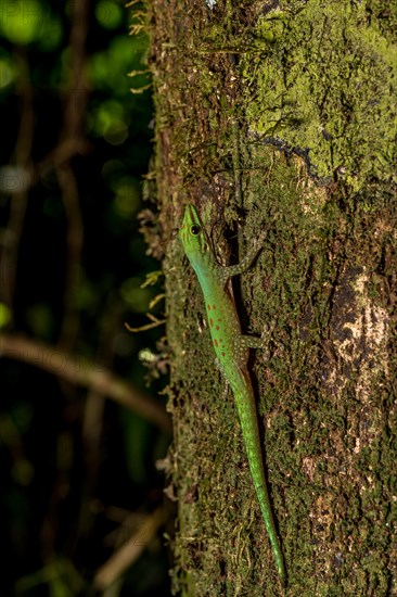 Day gecko