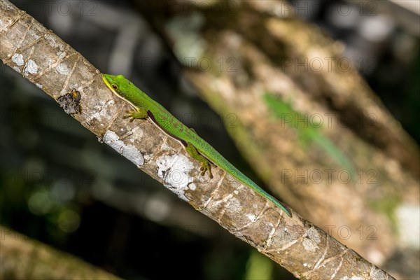 Striped day gecko