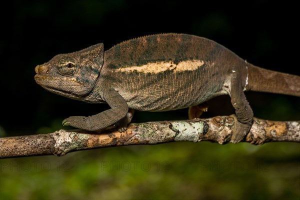 Amber Mountain amber chamaeleon