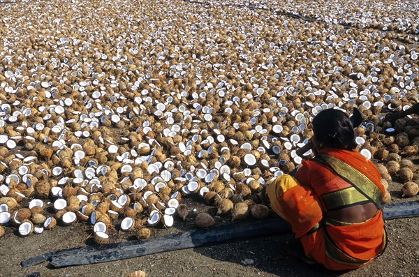 Breaking Coconuts to dry in an oil extracting factory at Vellakoil vellakovil Tamil Nadu