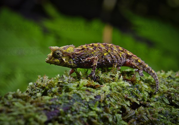 An earth chameleon